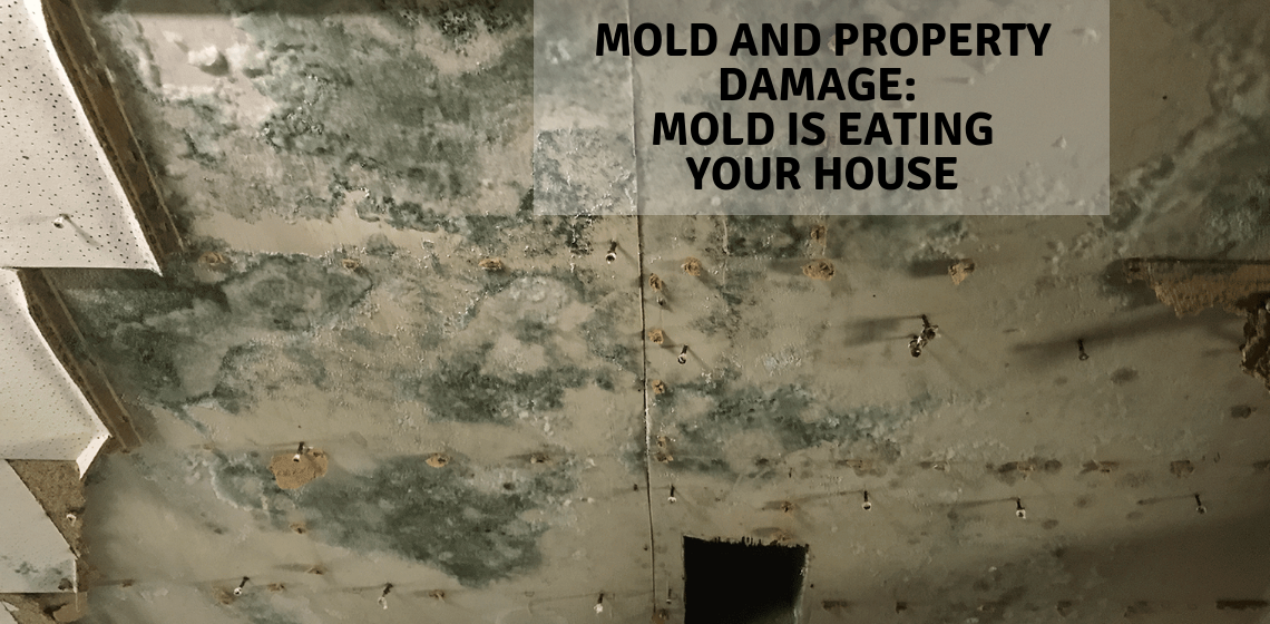 Mold and Property Damage: Mold is Eating Your House