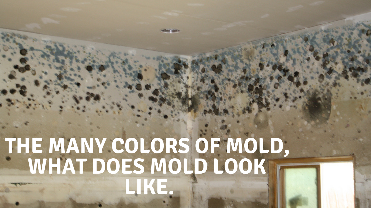 http://www.rmrsolutions.com/cdn/shop/articles/The_Many_Colors_of_Mold_What_Does_Mold_Look_Like.png?v=1549370212